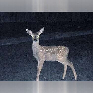 Minnesota - Deer