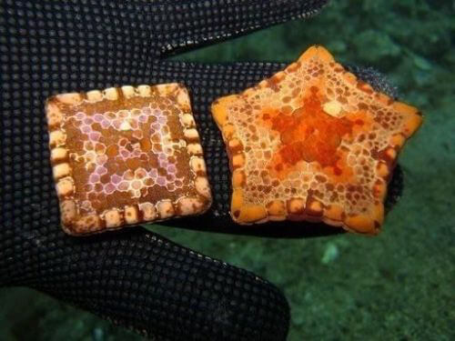 A Square Starfish