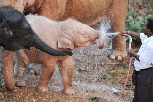 A Treasured Elephant