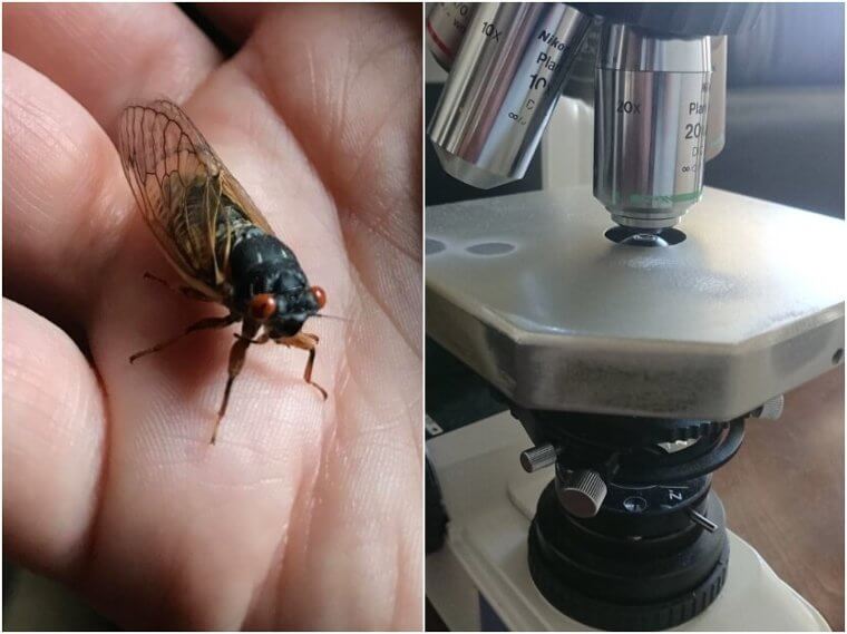 Cicadas – Antibacterial