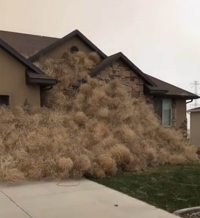 Just Another Day Full Of Tumbleweeds In The Great State Of Utah