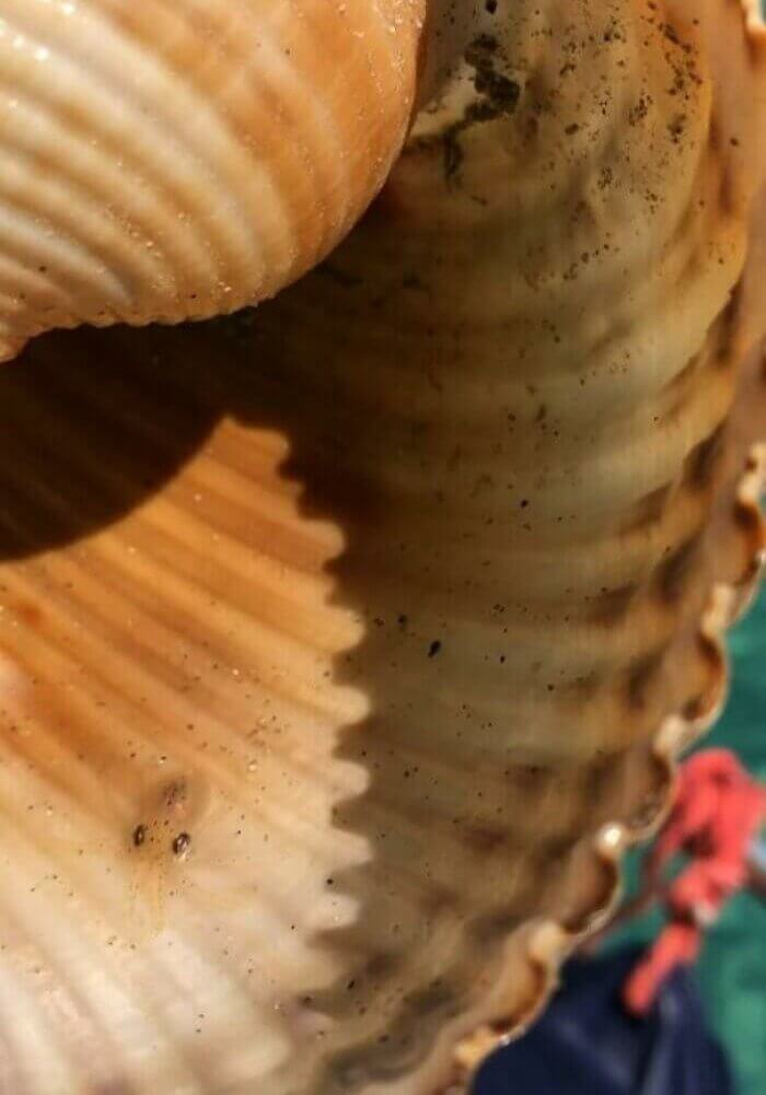 Tiny Octopus Inside A Seashell