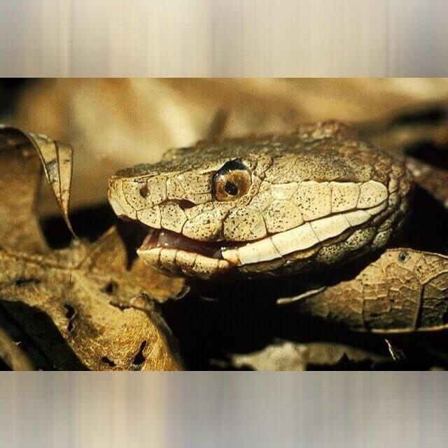 Missouri - Snakes