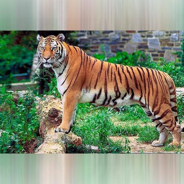 Oklahoma - Tigers