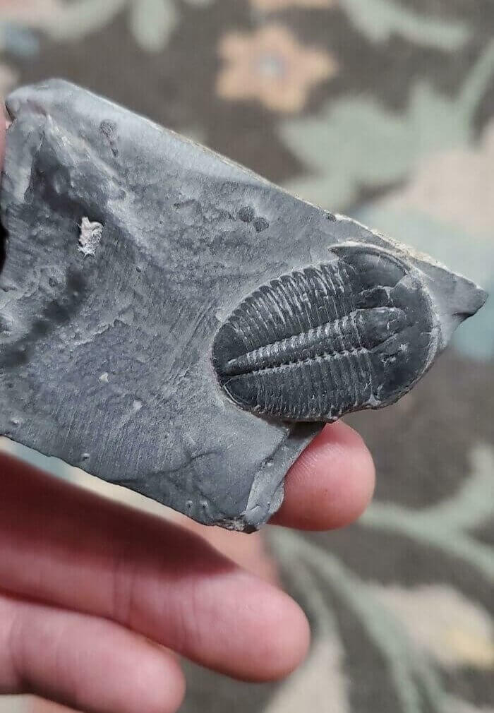 Elrathia Kingii Fossil