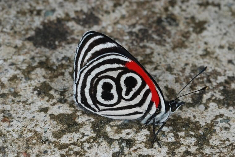 Bullseye on 89