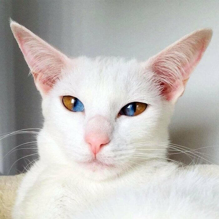 This Cat Has Sectorial Heterochromia Iridis In Both Eyes