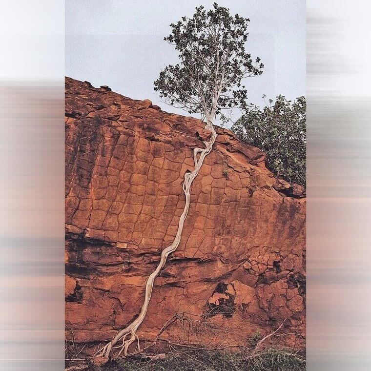 A Tree That Uses The Motto "Never Give Up"