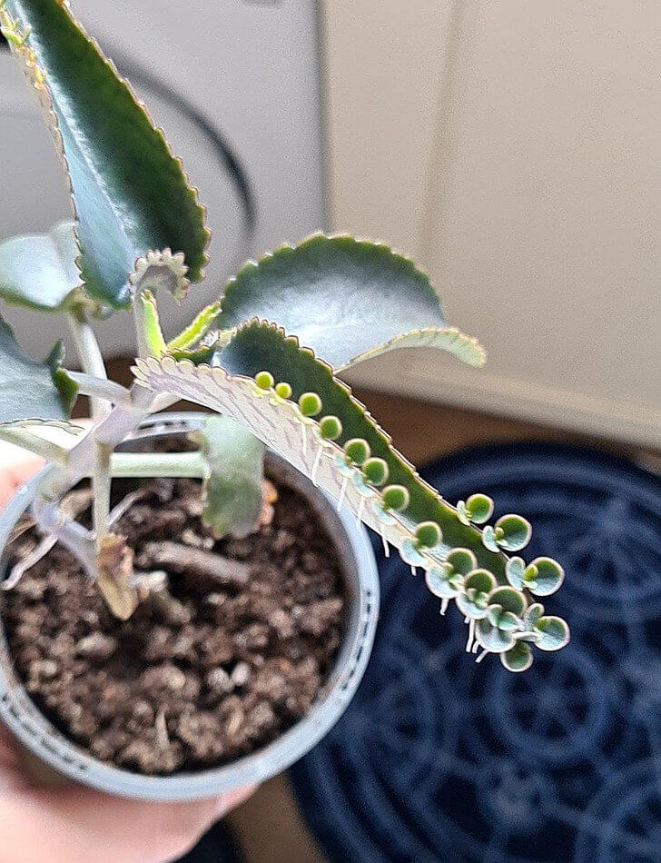 Her Boyfriend's Plant Sprouted Smaller Ones