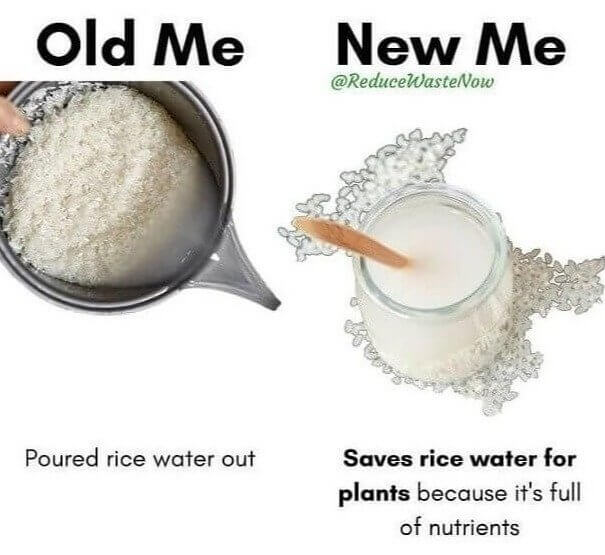 Rice Water Is Good for Your Plants