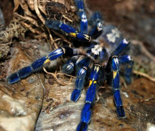 Did You Know There Are Electric Blue Tarantulas?