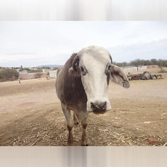 Kansas - Cows