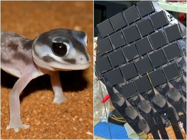 Geckos – Military Climbing