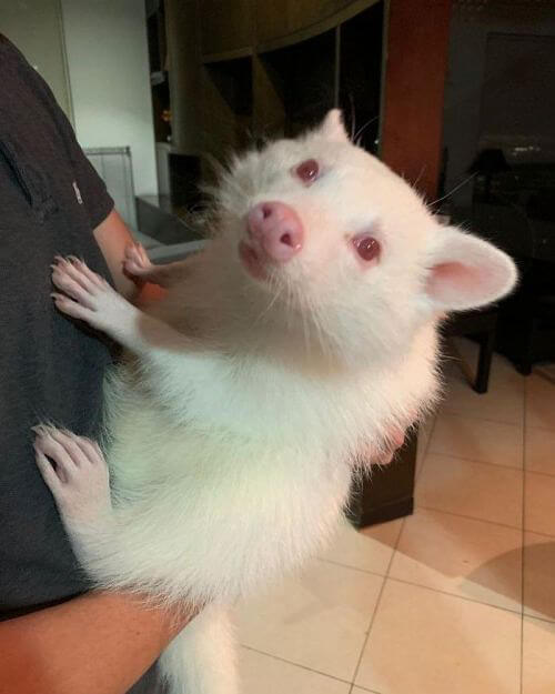 This Is Not a Possum