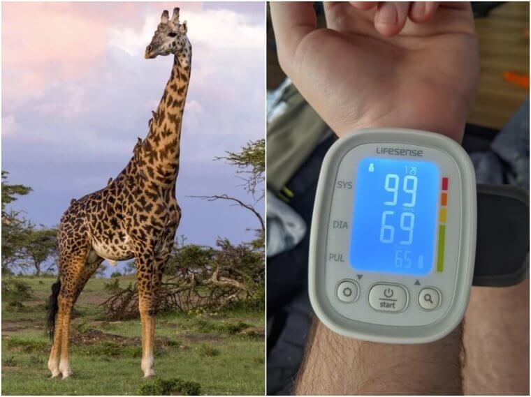 Giraffes – Blood Pressure Sustainability