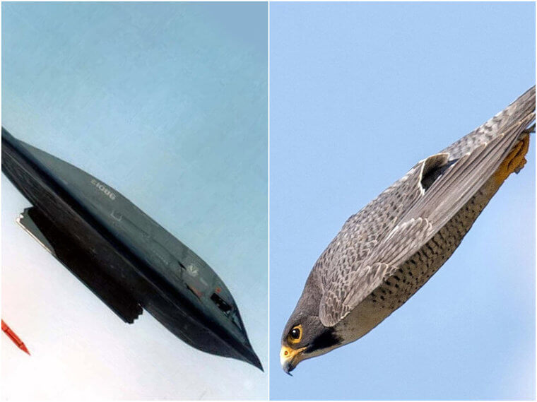 Peregrine Falcon – B2 Bomber