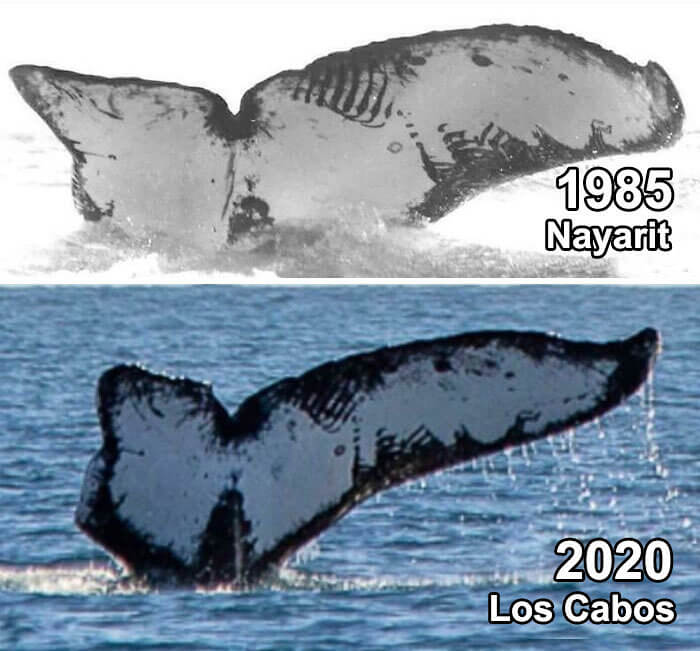 Having A Whale Of A Time Down In Mexico