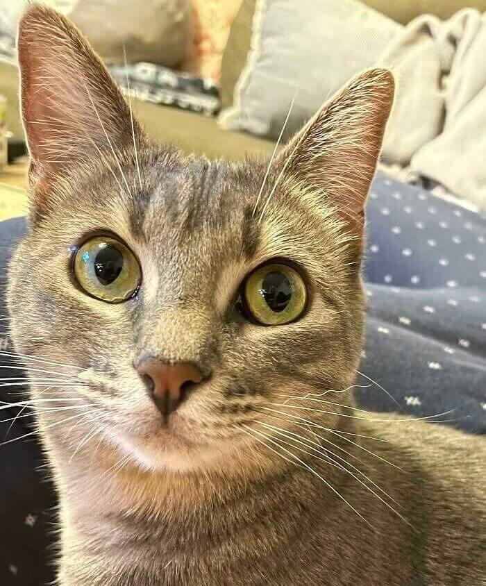 A Cat With One Curly Whisker