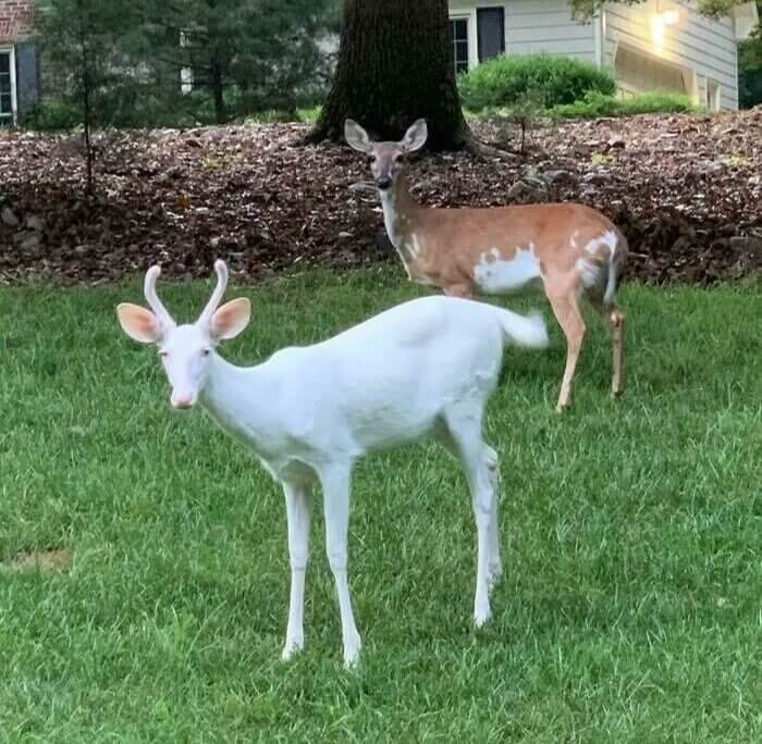 The Ghost Deer