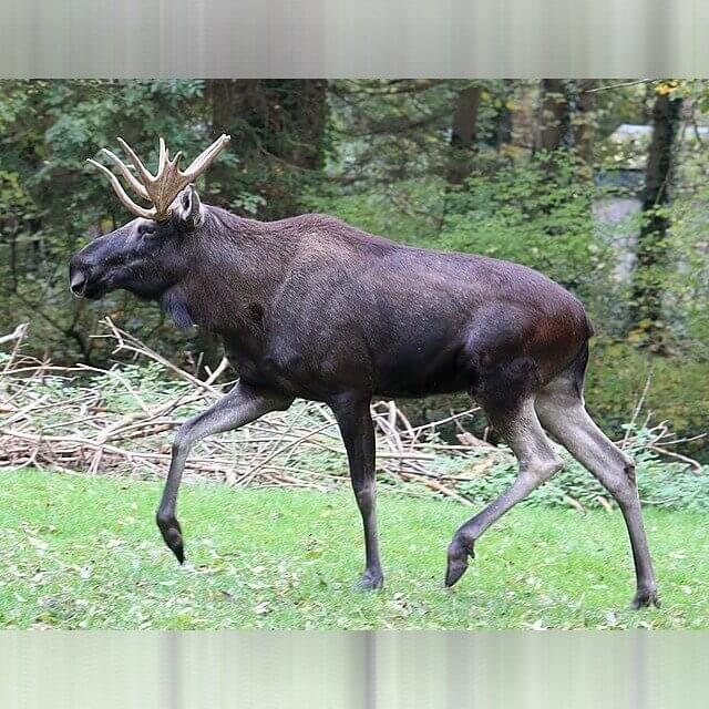 Maine - Moose