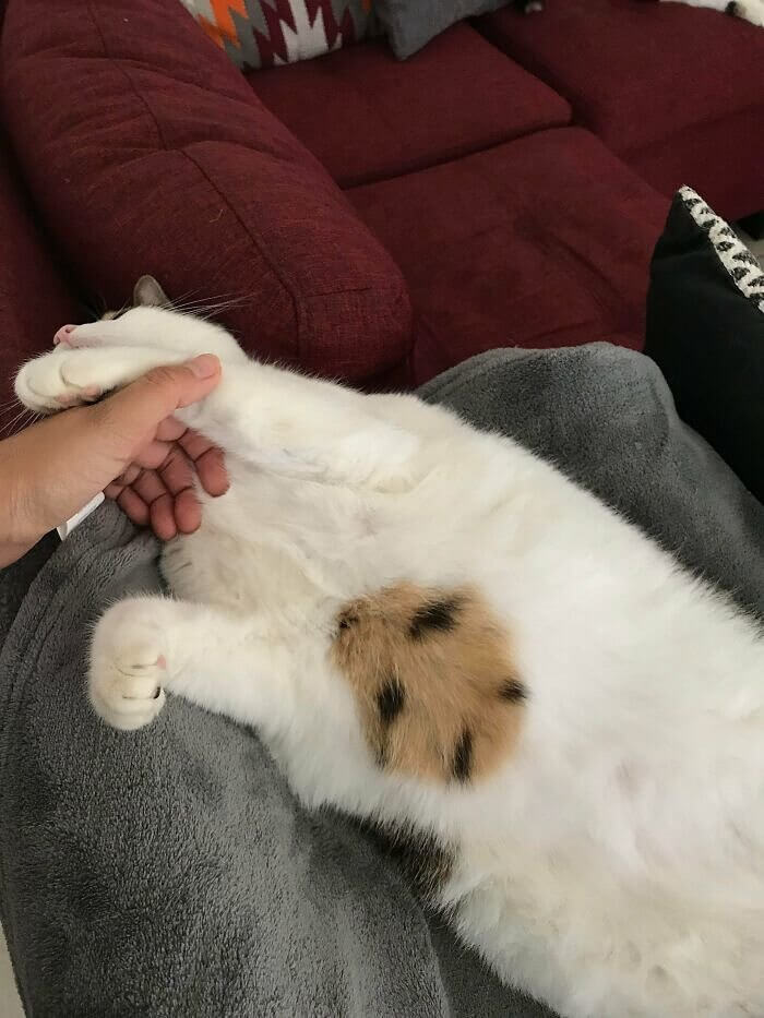 The Cookie Cat Monster Lazes About And Only Wants Treats