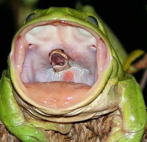 Kermit the Frog Isn't a Vegetarian