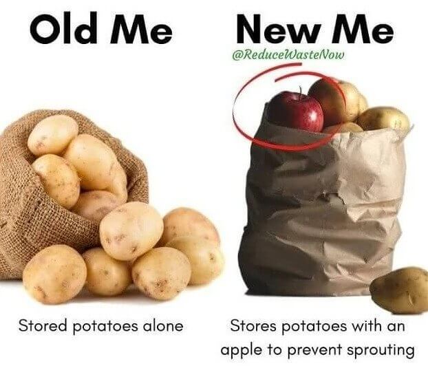 An Apple A Day Keeps Potato Rot At Bay