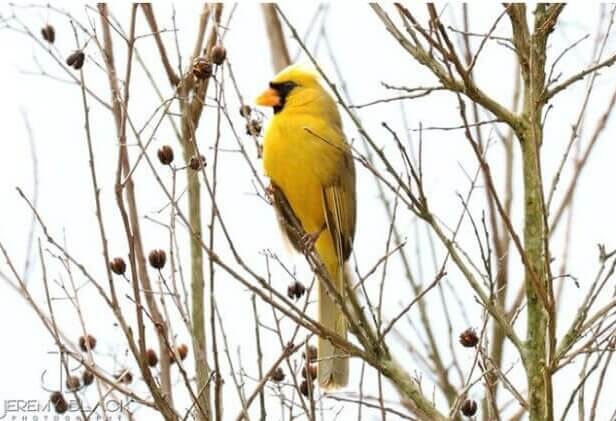 One In A Million Yellow Cardinals Spotted In Alabama