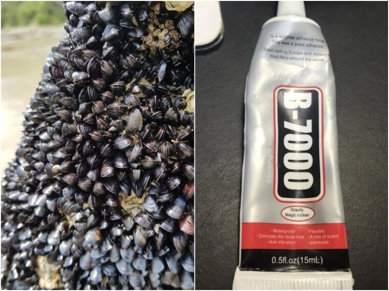 Mussels – Adhesives