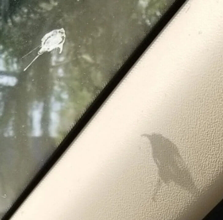 Poo on a Windshield Casted a Cool Shadow