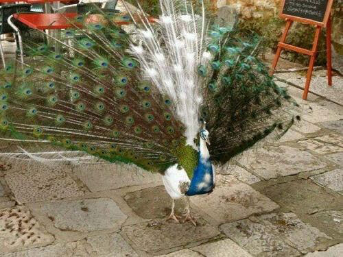 Mixed Signals Peacock