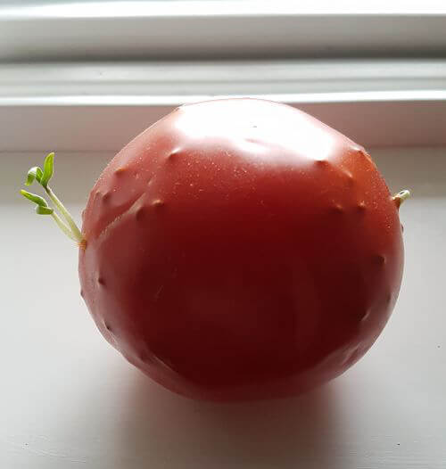 Self-Sprouting Tomato