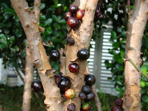 A Willy Wonka Tree