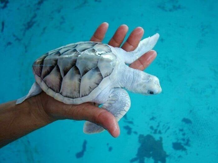 Leucistic Sea Turtle
