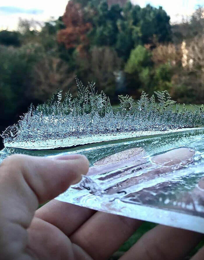An Icy Forest Just Waiting To Melt And Turn Into Water