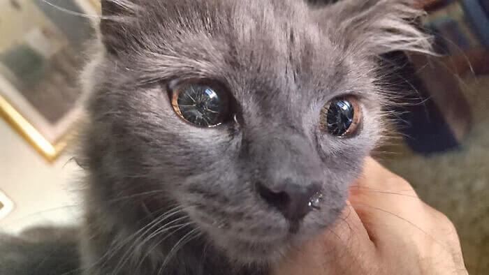 A Genetic Mutation That Causes Cat Eyes To Look Like Glass