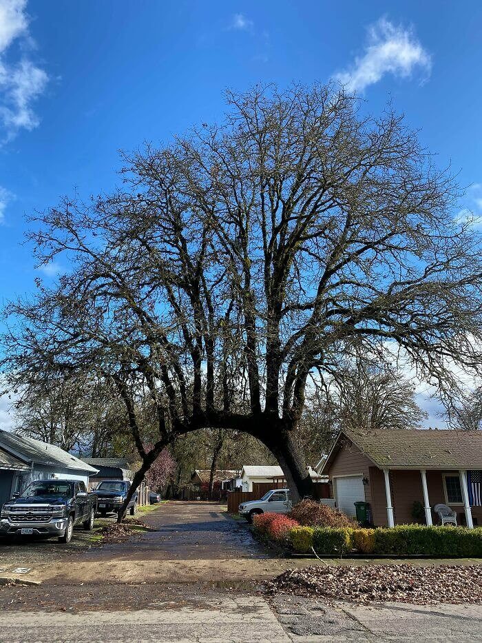 A Bridge Of Trees Does Exist And It's Thanks To Mother Nature