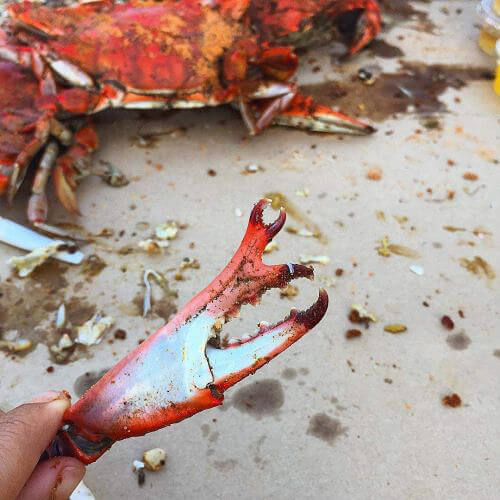 Two Claws for the Price of One