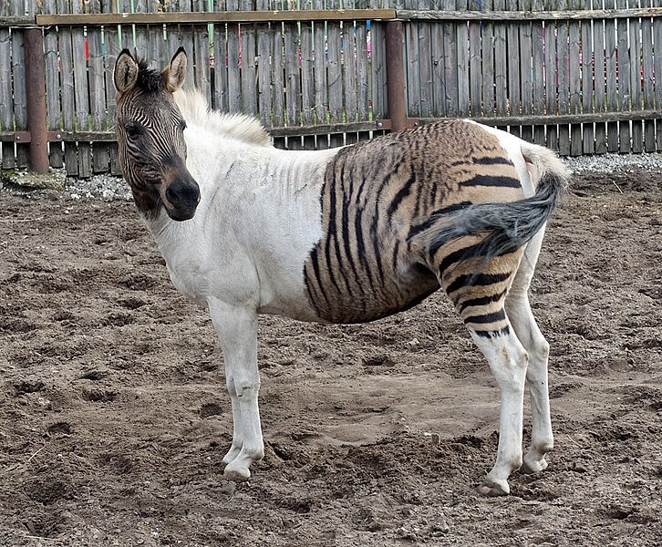 A Zorse on the Farm