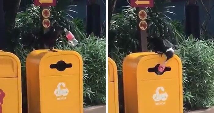 Crows Have Learned How To Reduce Their Own Carbon Footprint