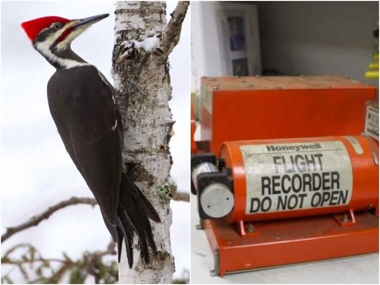 Woodpeckers – Black Boxes