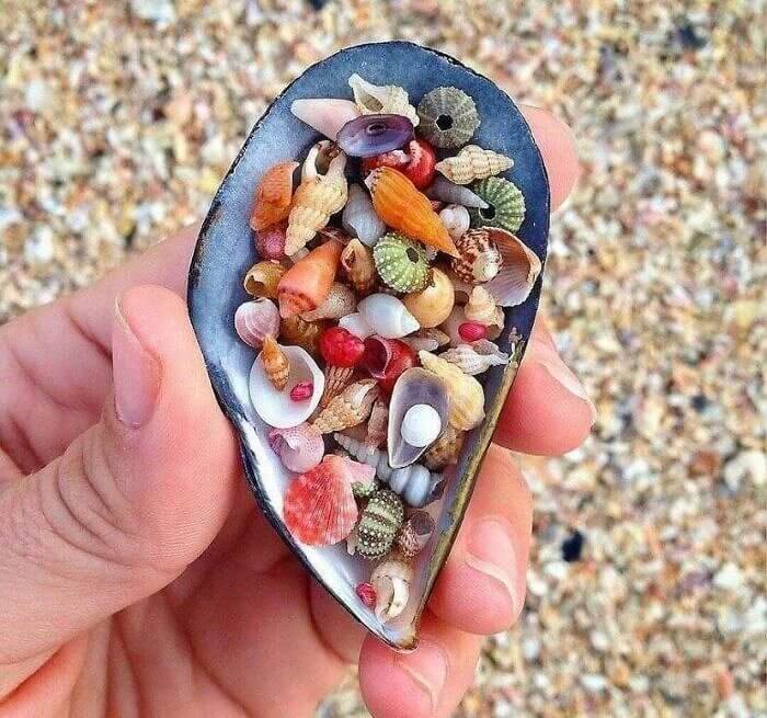 Seashells Inside Of A Seashell On A Beach Of Seashells