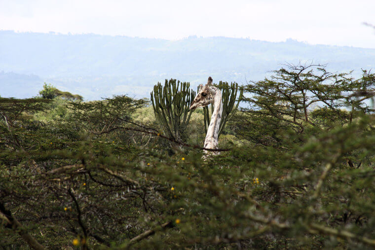 Rare White Giraffes Sighted In Kenya Conservation Area