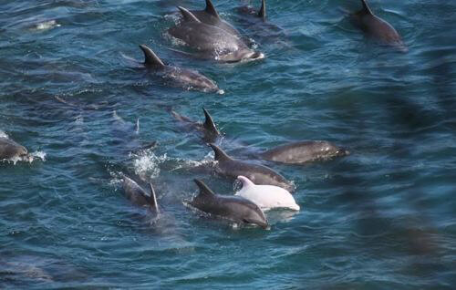 Rare Albino Baby Dolphin