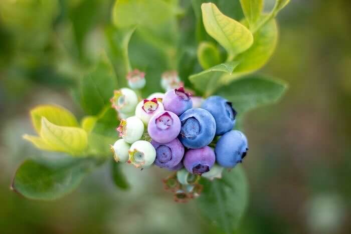 A Clump Of Blueberries