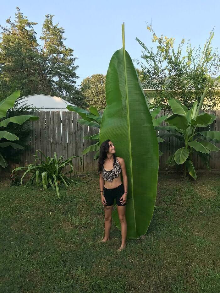 One Big Leaf: Wife For Scale