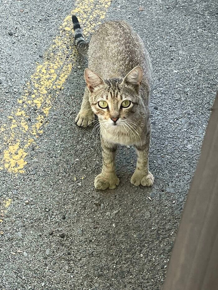 Thumbs Up For This Cat