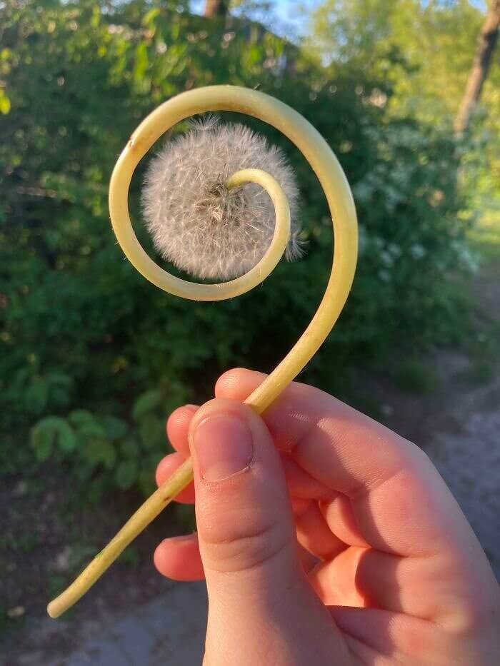 A Swirly Dandelion
