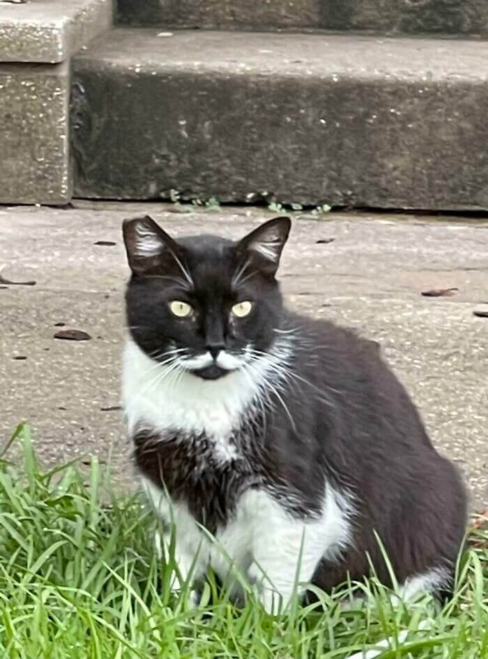 A Gentleman Cat Burglar