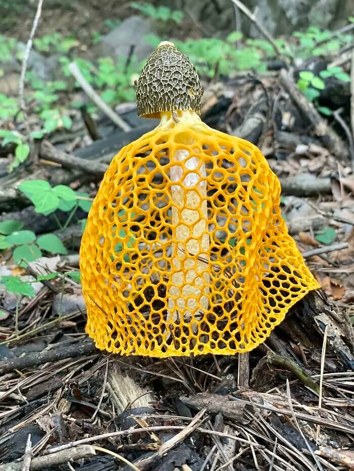 A Veiled Lady Mushroom